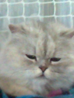 Single Image